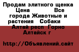 Продам элитного щенка › Цена ­ 30 000 - Все города Животные и растения » Собаки   . Алтай респ.,Горно-Алтайск г.